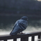 お堀と一羽の鳩