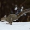 ちょっと^^物足りないヨ^^雪