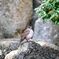 公園の野鳥