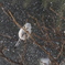 野鳥_Jan10,24'