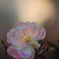 冬の薔薇
