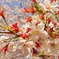 After bloom
