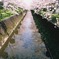 桜の川