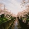 桜と空