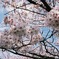 今年の桜