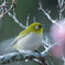 河津桜とメジロ
