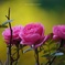 自宅薔薇