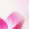 cyclamen
