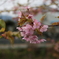 河津桜