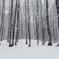 雪降る林１