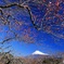 紅梅と富士