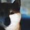 愛犬
