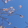 早咲きの華