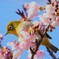 春がきたかな!?