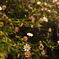 DSCF4752