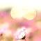 輝く秋桜