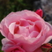 ピンクの薔薇