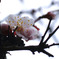水滴を抱えた花