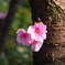 ハート形桜