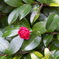 遅咲きの山茶花