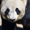 人生初パンダ