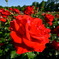 キミは薔薇より美しい…