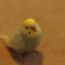 雛っこ。