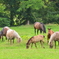 田中義剛の馬ガン見