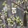 梅の花ほころぶ頃