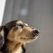 思いを馳せる犬