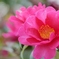 赤い山茶花・・。