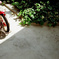 Bicycle on Sunday