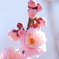 春告草（はるつげぐさ）