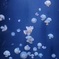鶴岡市立加茂水族館