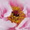 華