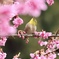 春の足音