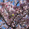 熱海桜とめじろ