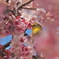 熱海桜とメジロ