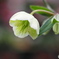 冬の花…2