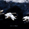 Swans in Shinjiko 2024 - 14