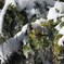 雪なんか負けない