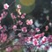 木漏れ日の梅