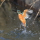 １年振りのカワセミ（３）