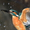１年振りのカワセミ（４）
