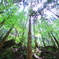 GREEN FOREST