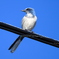 Florida Scrub Jay II 12-28-23