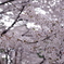 IMGP4528