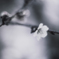 Winter Blossom