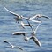 飛ぶ都鳥