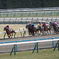 京都競馬場　2024.2.10  8R